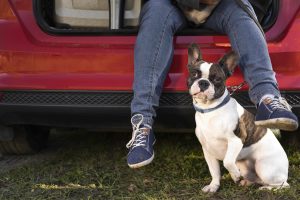 Traveling with Your Dog: Tips for a Safe and Enjoyable Journey