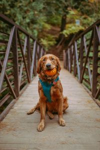 Eco-Friendly Dog Toys: Play Safe, Live Green!