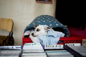 Harmonizing Paws: Unlocking the Healing Power of Music Therapy for Dogs