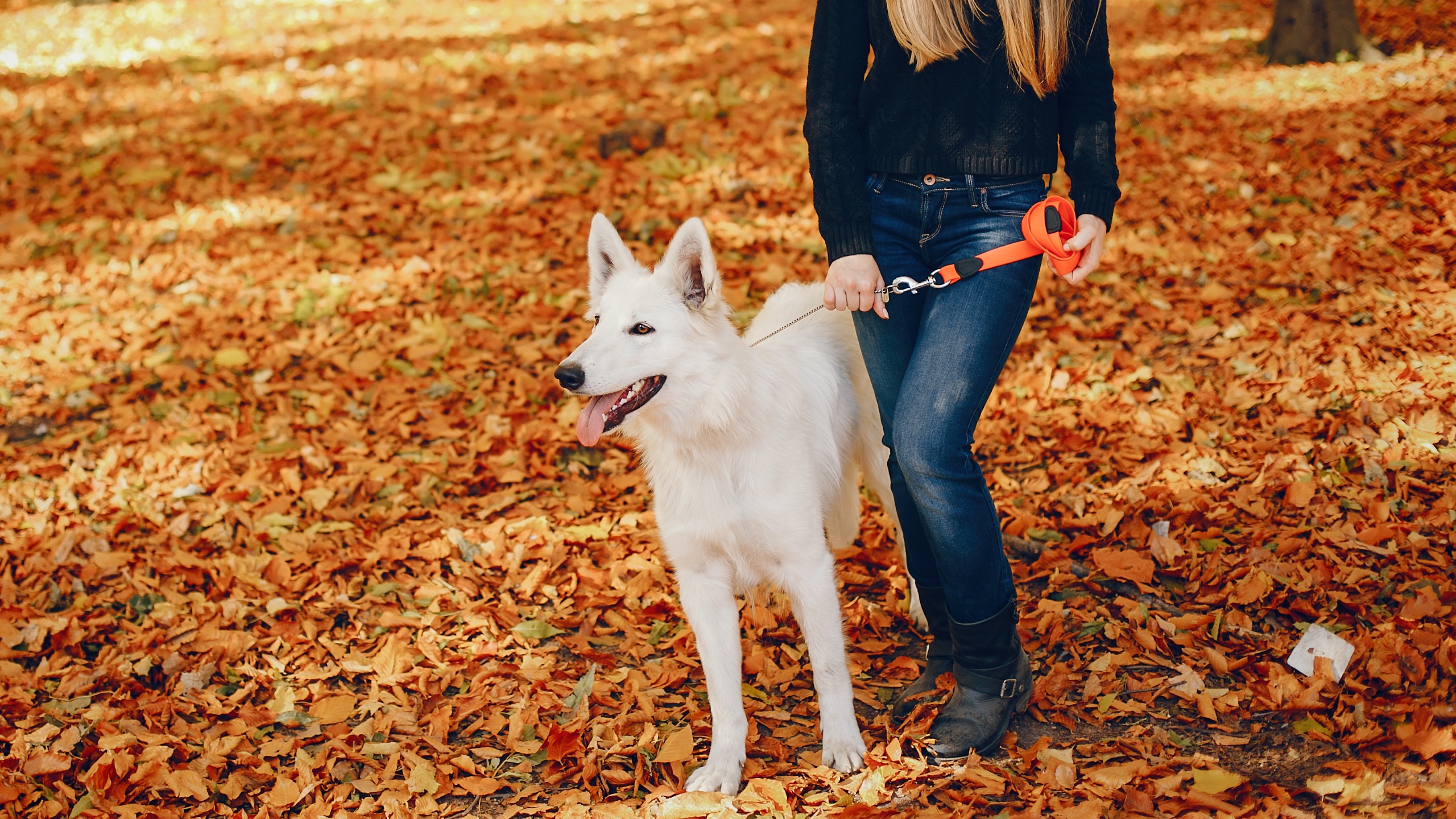 Pet-friendly Thanksgiving