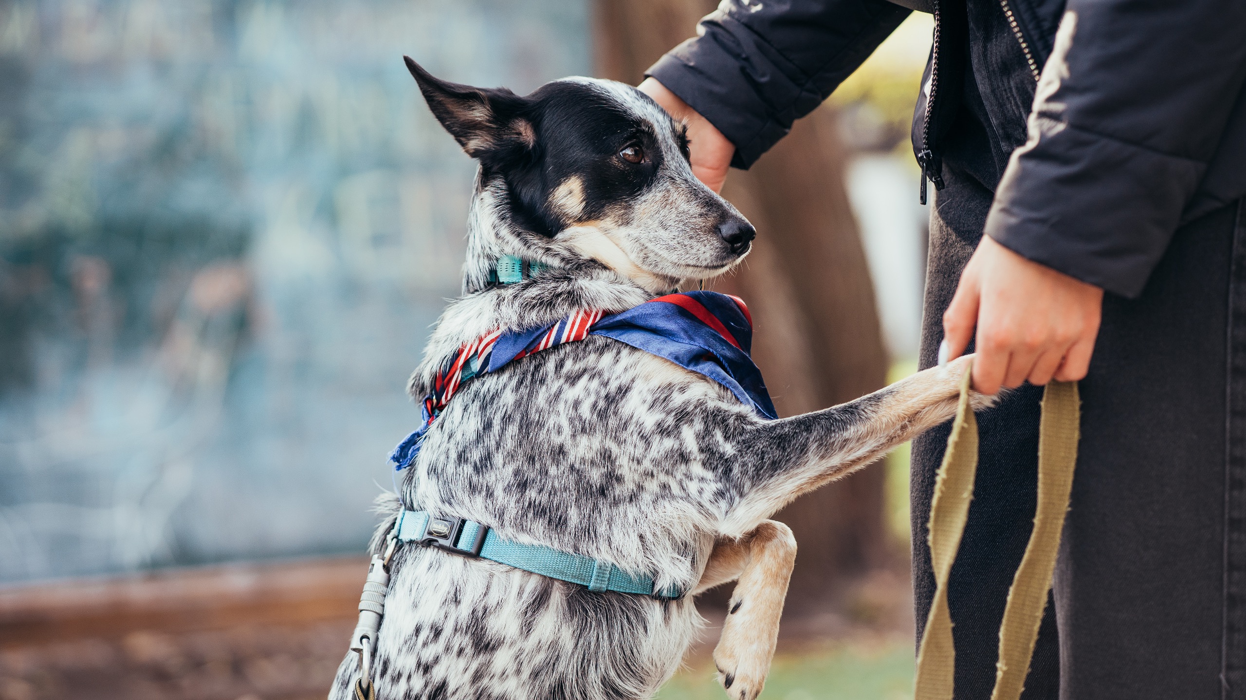  How to Train Your Dog for Search and Rescue