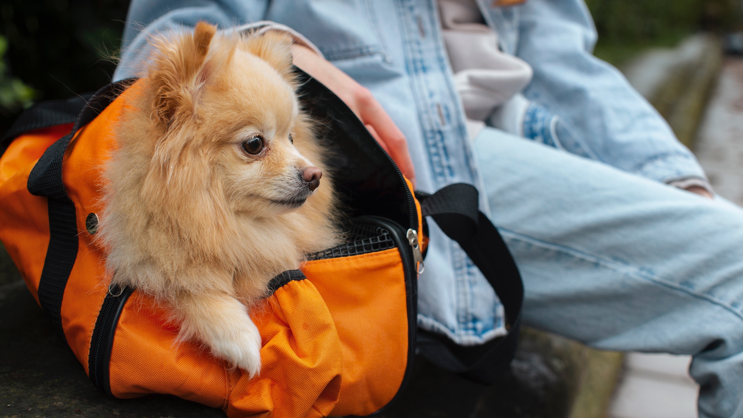 Traveling Abroad With Your Dog