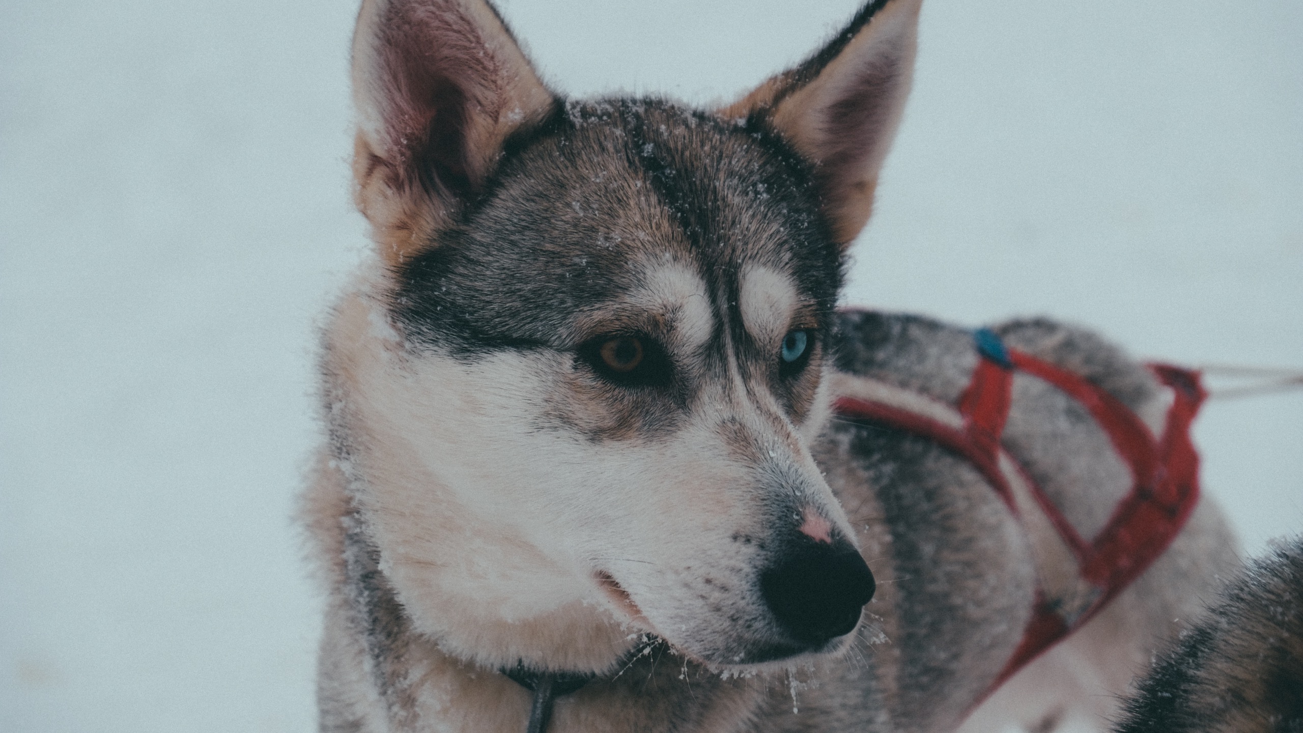 Recognizing Signs of Frostbite and Hypothermia in Dogs