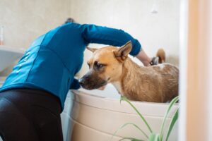 7 Common Mistakes to Avoid When Bathing Your Dog
