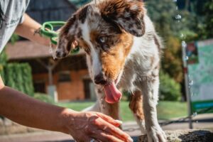 7 Common Mistakes to Avoid When Bathing Your Dog