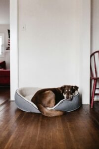 Dog Sleeping Positions: The Secret Meaning Behind Your Pup’s Favorite Way to Snooze
