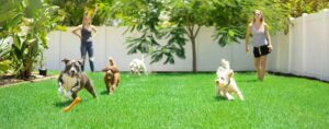 Puppy Socialization: The Key to a Well-Behaved and Confident Dog