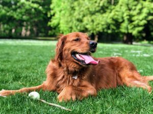 Top Dog Parks in New Hampshire