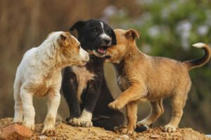 Puppy Socialization: The Key to a Well-Behaved and Confident Dog