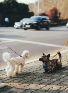 Best Practices for Walking Your Dog on a Leash in Public
