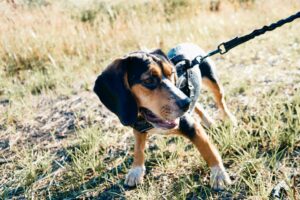 Best Flea & Tick Prevention Products for Dogs in 2025