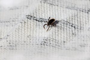 Best Flea & Tick Prevention Products for Dogs in 2025