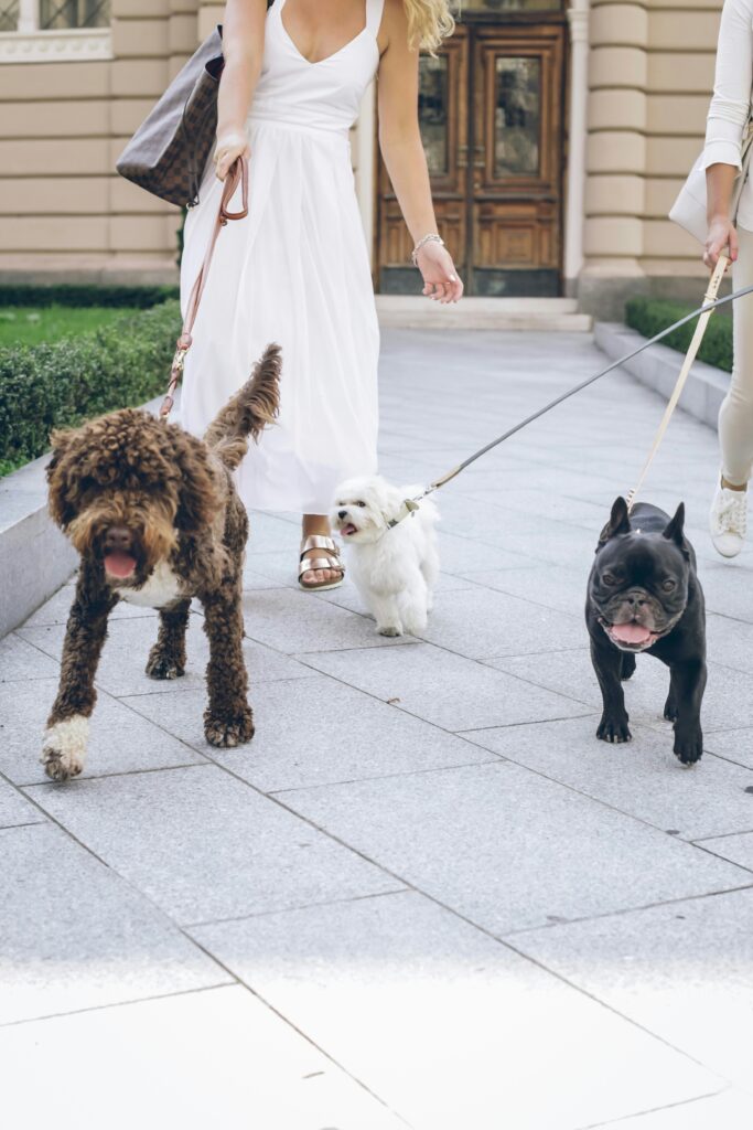 Making Pack Walks a Routine: How to Stay Consistent
