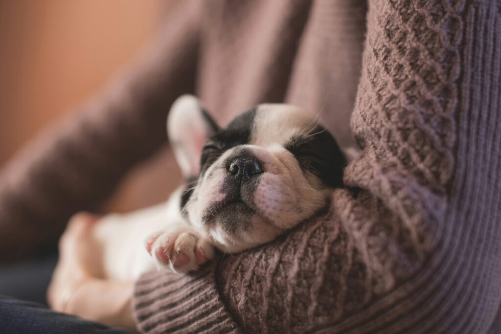 What Your Dog’s Sleeping Position Says About Them