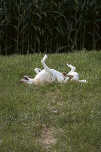 Rolling in Grass: A Dog’s Instinct or Just Plain Fun?