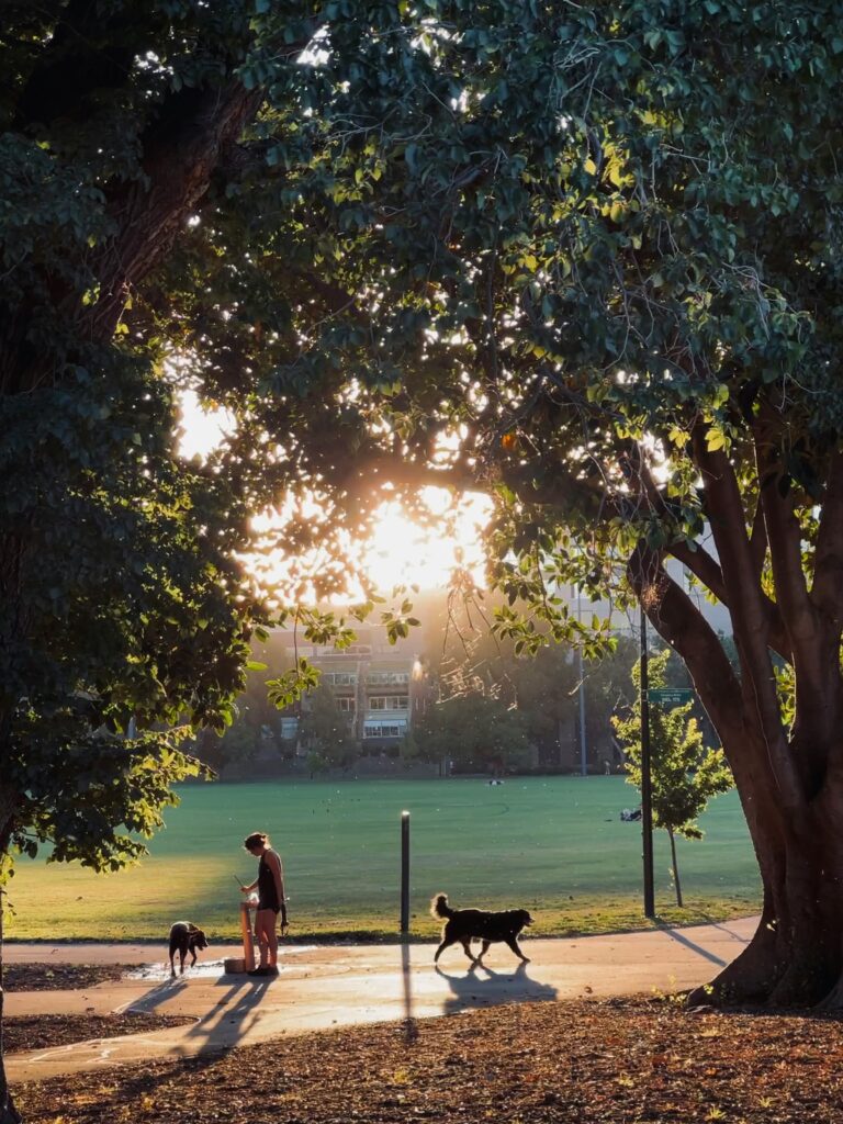 Top Dog Parks in New Hampshire