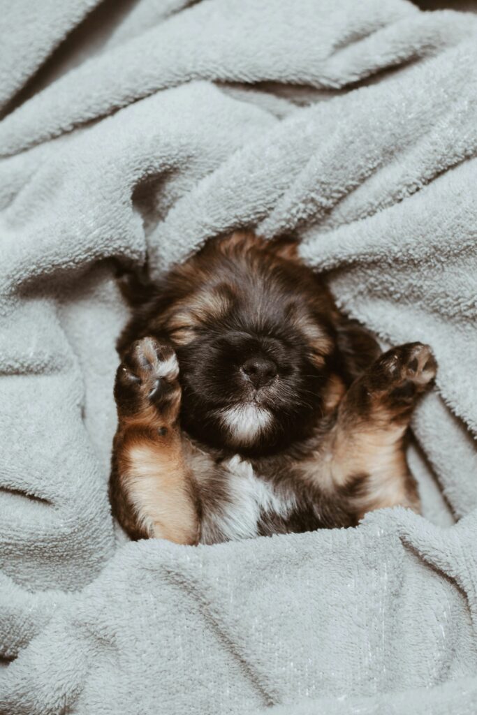 What Your Dog’s Sleeping Position Says About Them