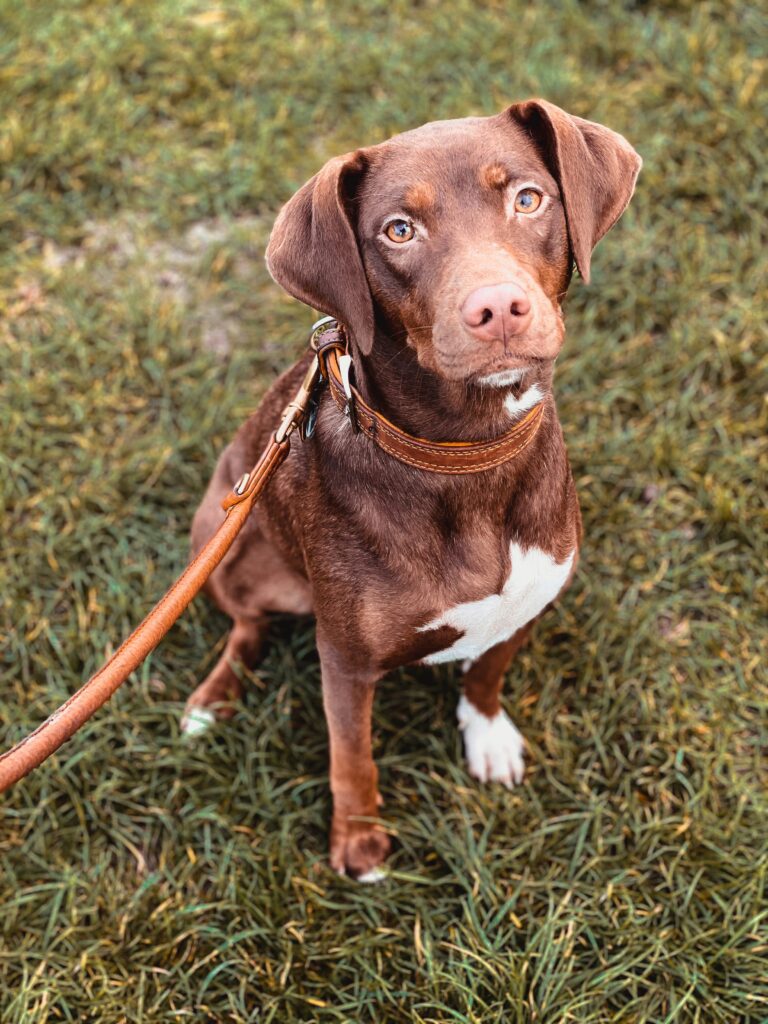 Best Practices for Walking Your Dog on a Leash in Public
