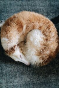 Dog Sleeping Positions: The Secret Meaning Behind Your Pup’s Favorite Way to Snooze