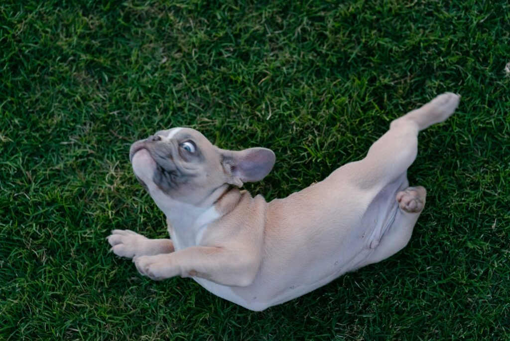 Rolling in Grass: A Dog’s Instinct or Just Plain Fun?