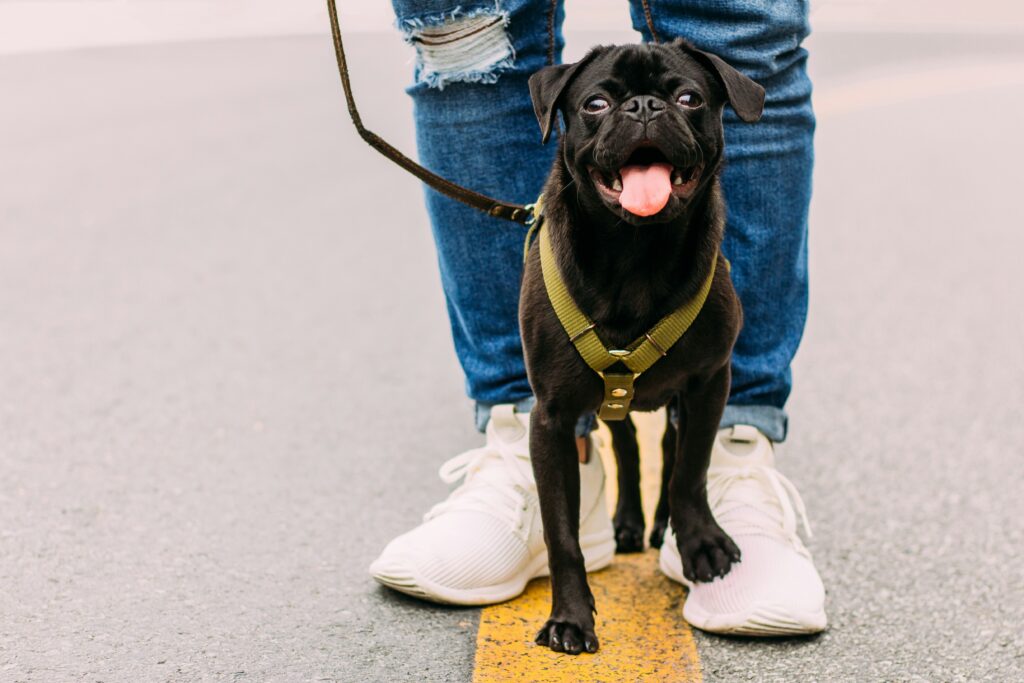 Best Practices for Walking Your Dog on a Leash in Public