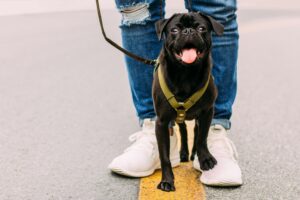 Best Practices for Walking Your Dog on a Leash in Public
