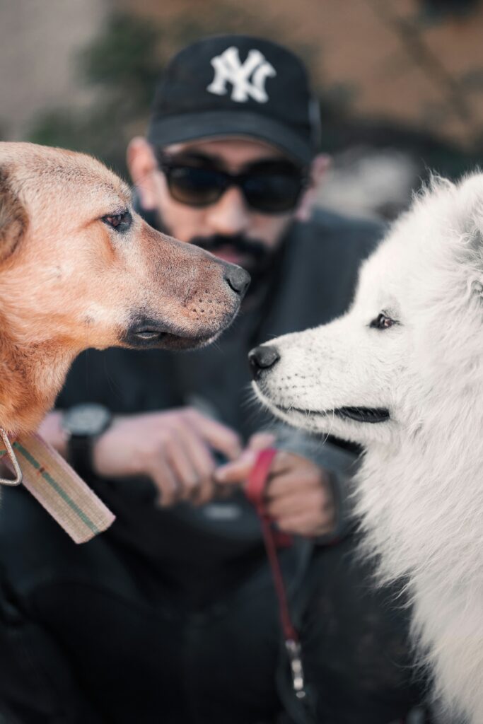 Making Pack Walks a Routine: How to Stay Consistent