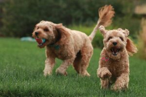 Puppy Socialization: The Key to a Well-Behaved and Confident Dog