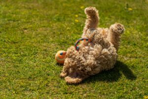Rolling in Grass: A Dog’s Instinct or Just Plain Fun?