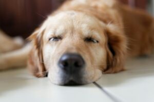 Dog Sleeping Positions: The Secret Meaning Behind Your Pup’s Favorite Way to Snooze
