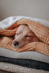 What Your Dog’s Sleeping Position Says About Them