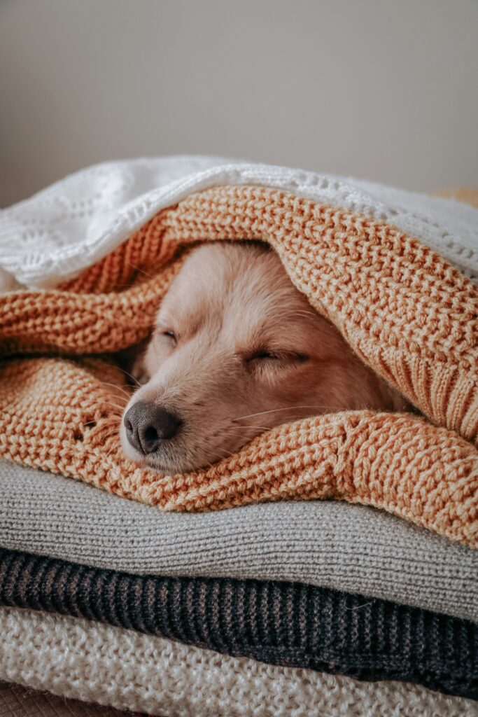 What Your Dog’s Sleeping Position Says About Them