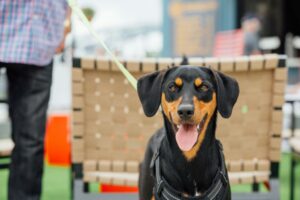 New Hampshire is gearing up for a series of exciting dog-centric events in 2025, offering numerous opportunities for canine enthusiasts and their furry companions to come together. Here's a curated list of upcoming events to mark on your calendar: World Championship Sled Dog Derby Date: February 21-23, 2025 Time: 10:00 AM – 4:00 PM daily Location: Laconia, NH Details: Experience the thrill of sled dog racing at this prestigious event with a minimum purse of $35,000. The derby features a 15-mile course for teams of varying sizes and a five-mile course for the six-dog classic race. LRSDC.ORG Paws & Poses Yoga Date: Wednesday, March 12, 2025 Time: 5:00 PM – 6:00 PM Location: Animal Rescue League of New Hampshire, Bedford, NH Details: Join a 60-minute gentle yoga session accompanied by shelter pets. Whether you're a seasoned yogi or new to the practice, this class offers a unique experience to relax and connect with adoptable animals. RESCUELEAGUE.ORG Pet Photos with Bunny at The Mall of New Hampshire Date: Sunday, March 30, 2025 Time: Time to be announced Location: The Mall of New Hampshire, Manchester, NH Details: Capture a memorable photo of your pet with the Easter Bunny. Professional photo packages will be available for purchase, providing a delightful keepsake of the occasion. BRINGFIDO.COM Shelter Slumber Pawty Date: April 5-6, 2025 Time: 24-hour event Location: Animal Rescue League of New Hampshire, Bedford, NH Details: Participate in a global effort to raise funds and awareness for animal welfare. This 24-hour event invites community members to join in supporting shelter animals through various activities and fundraising initiatives. RESCUELEAGUE.ORG Agility Club of New Hampshire Event Date: Saturday, October 18, 2025 Time: 7:35 AM – 5:25 PM Location: Showcase for Dogs, East Windsor, CT Details: The Agility Club of New Hampshire is hosting a two-day AKC event for all breeds. Participants can showcase their dogs' agility skills in a competitive yet friendly environment. SHOWCASEFORDOGS.COM These events provide excellent opportunities to engage with the local dog-loving community, support rescue organizations, and enjoy memorable experiences with your furry companions. Remember to check the provided links for the most up-to-date information and any registration requirements.